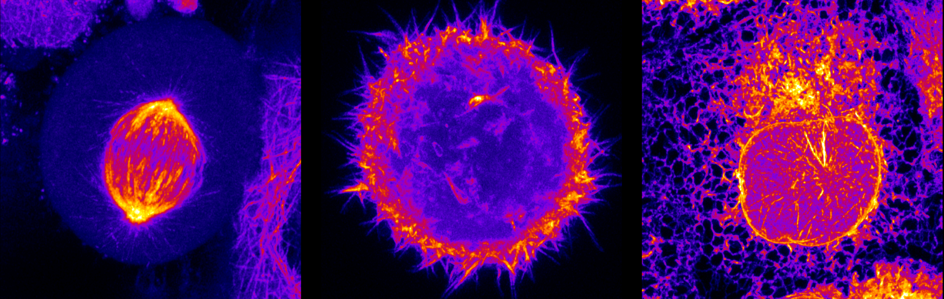 Research Institute Of Biochemistry Eth Zurich