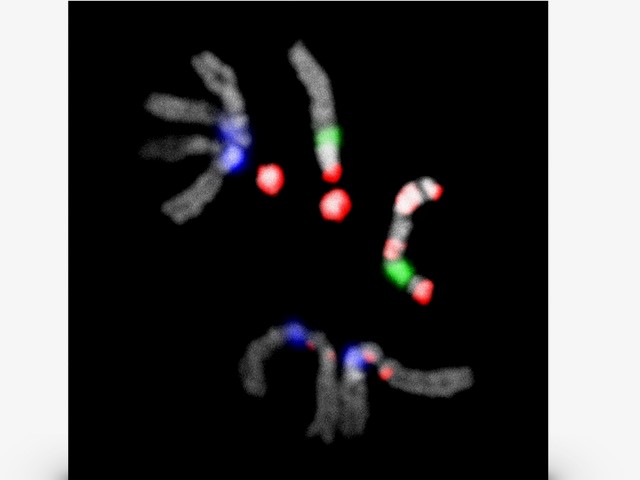 Research Jagannathan - satellite DNA