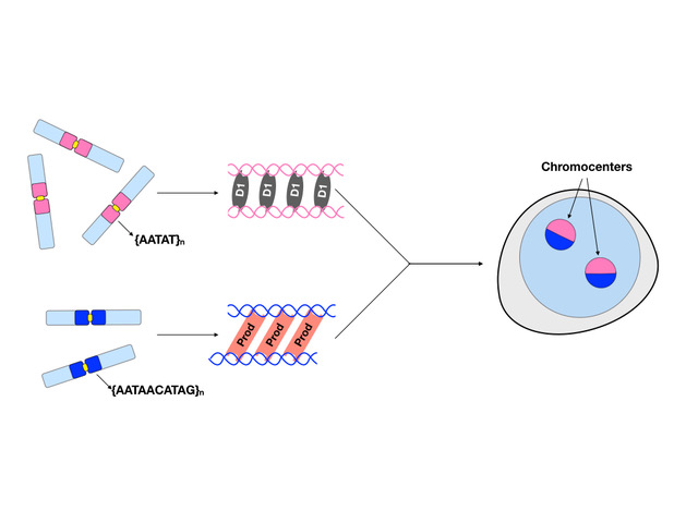 Figure 2. Modular mechanism of chromocenter formation in Drosophila melanogaster 