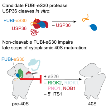 Schematic representation of the USP36-​mediated cleavage of FUBI-​eS30 in vitro (top) and the impaired maturation of FUBI-​containing pre-​40S particles in the cytoplasm of human cells (bottom).