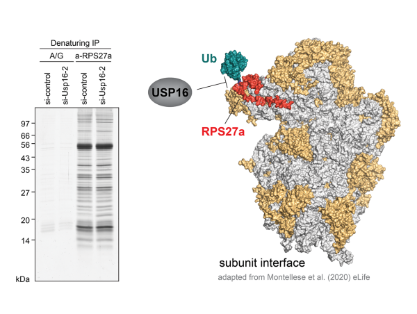 ribosome_synthesis_slideshow_02