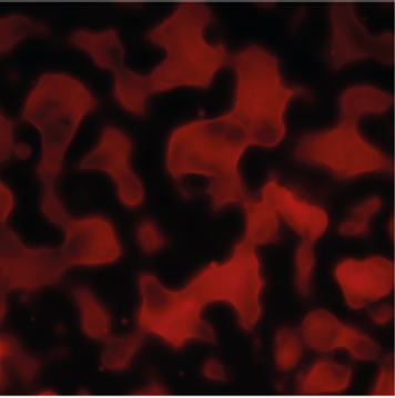 blobs Tugce