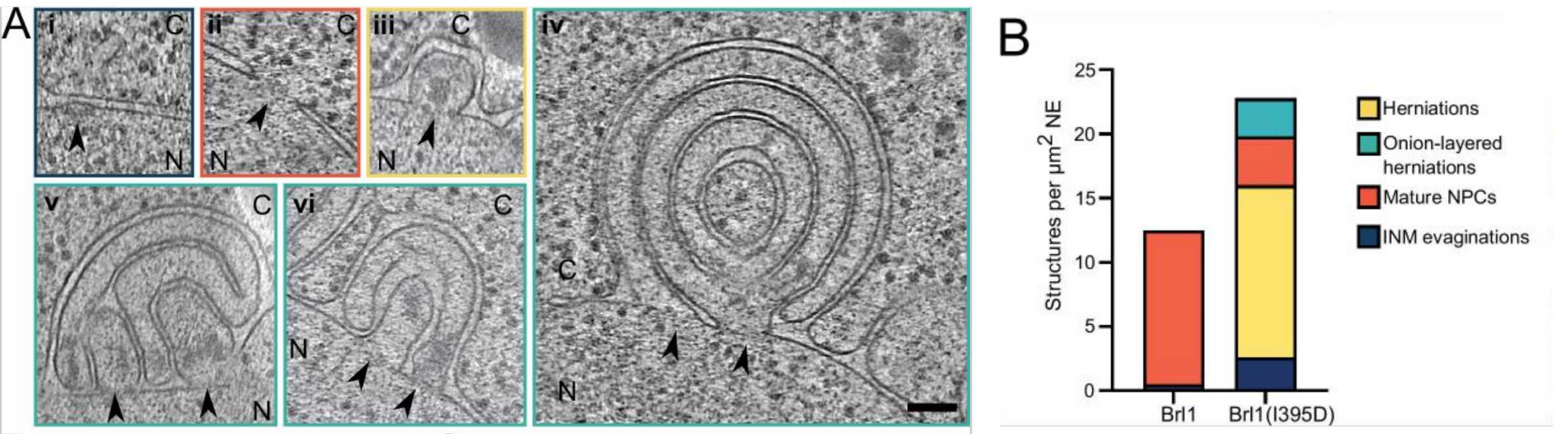 Kralt et al Fig 7A and B
